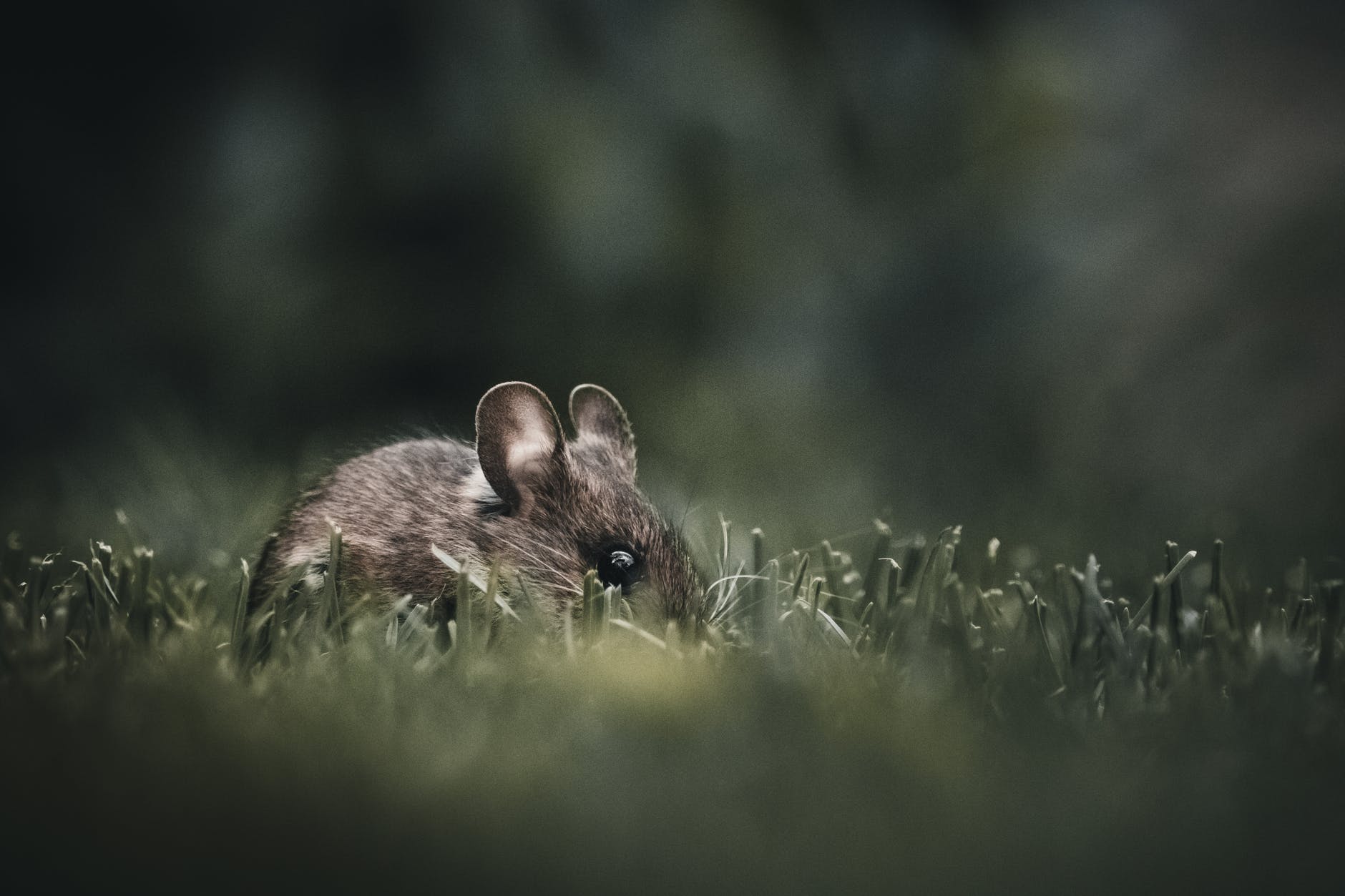 close up photo of rodent on grass