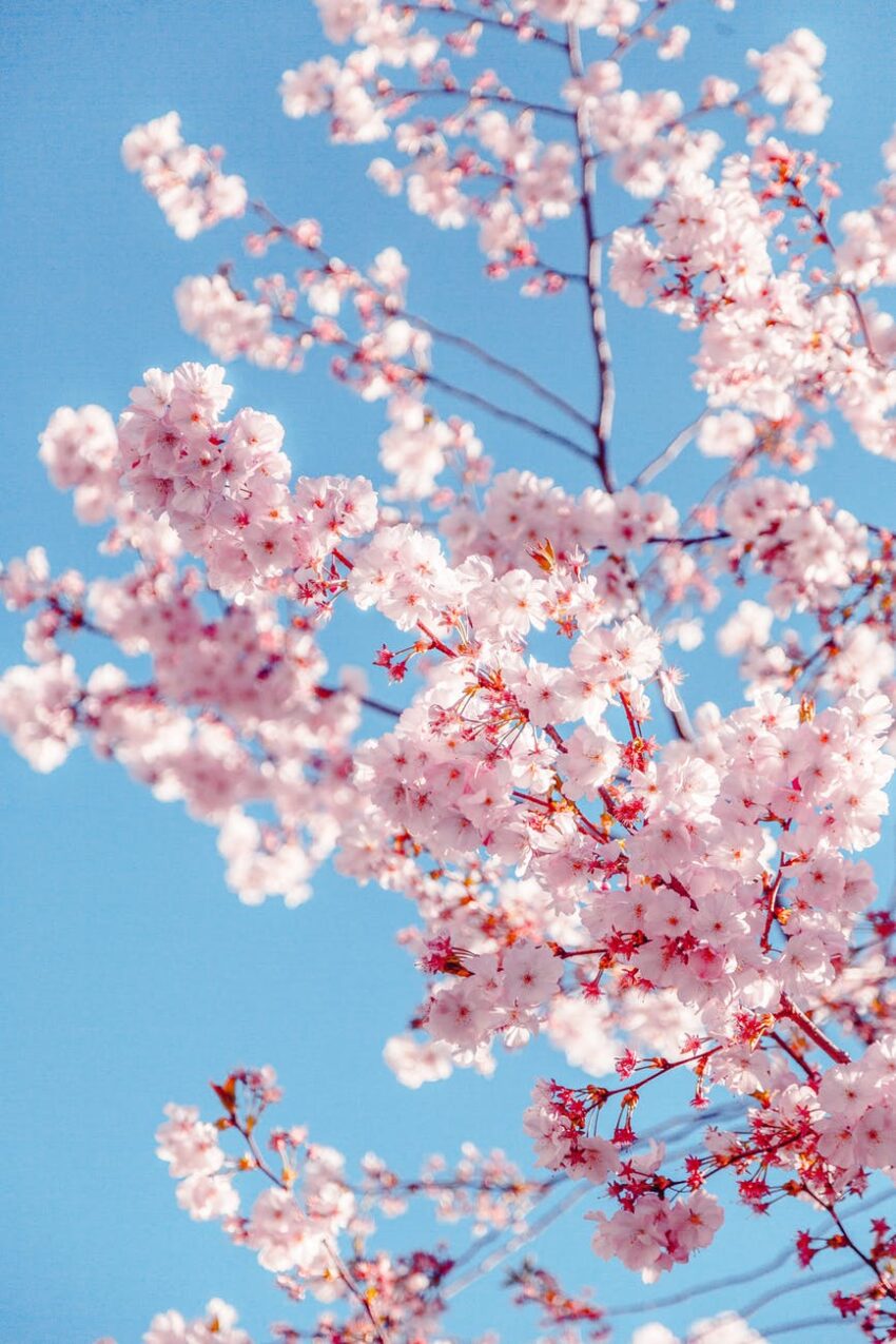 sakura tree